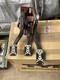 Ford Escort Mk5 Xr3i Pedal Cage Box With Throttle & Clutch Cable. Brake Servo