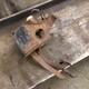 Mgb Gt Cb Pedal Box Assembly As Removed Brake Clutch Master Spares Or Repairs