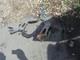 Toyota Mr2 Mk1 Aw11 Ensemble De P&eacute;dalier Manuel Embrayage Frein Acc&eacute;l&eacute;rateur Oem